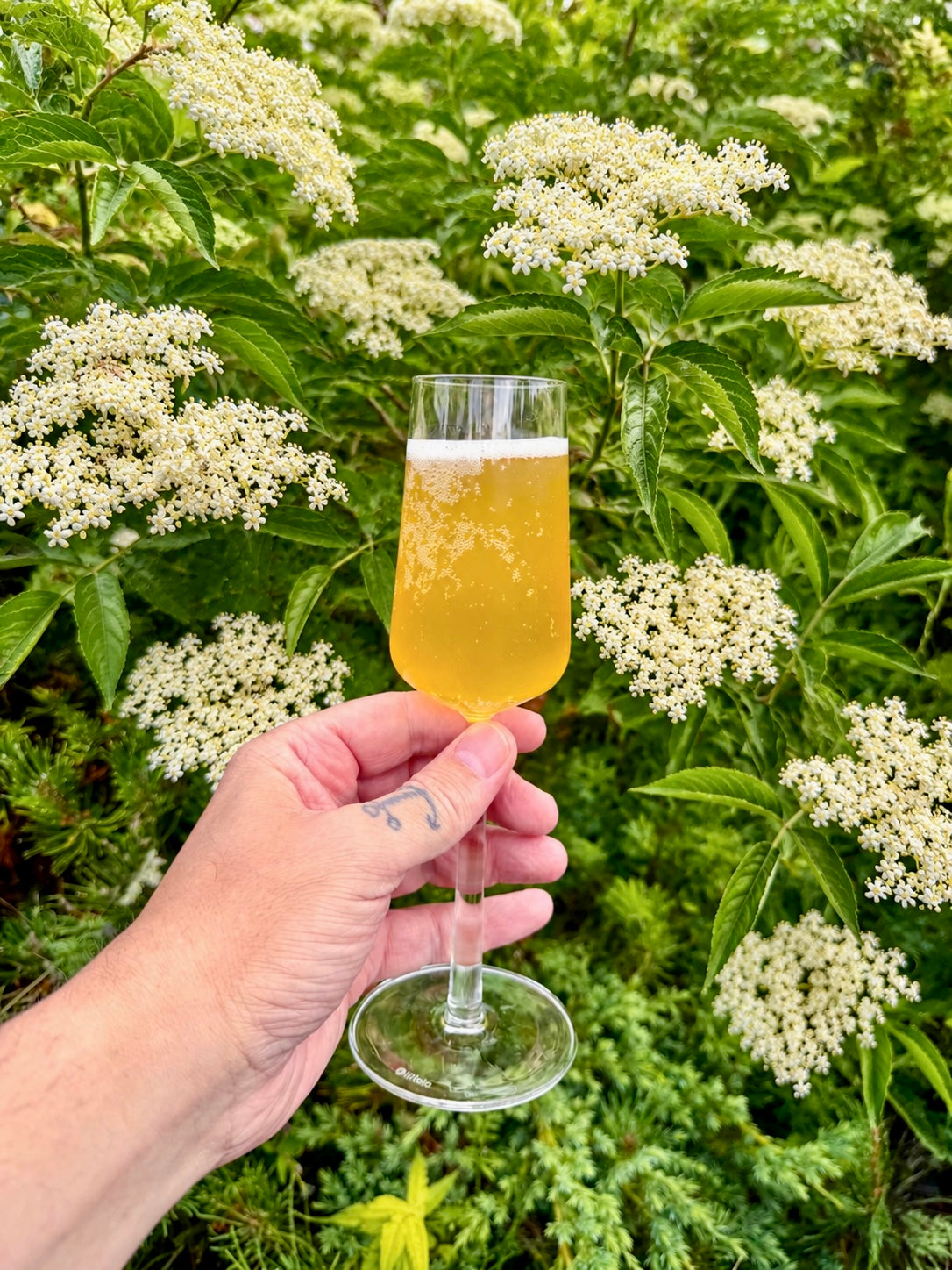 Hyldeblomst-kombucha – F3-metoden med æble og citrus