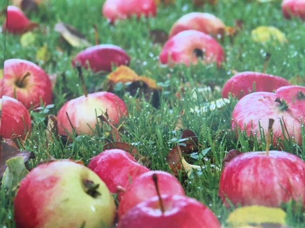 Cider & most (dansk bok) – äppelmust och cider för hemmaproduktion (Søren Lyshøj)