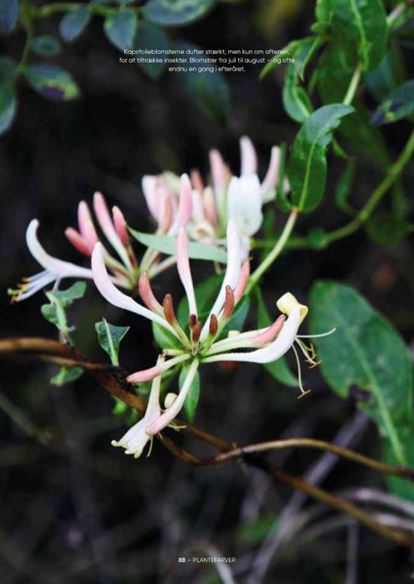 Plantefarver (dansk bok) – guide till växtfärgning och färgning av garn (Sofie Meedom)