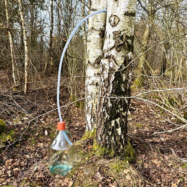 Tappa din egen björksav / set för tappning av björksav, tappset 5 liter, glasballong