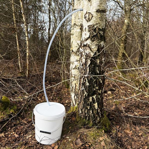 Tappa din egen björksav / set för tappning av björksav med 5 st 1-liters dunkar
